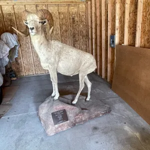 Full Body Mount of Mongolian Argali (West Salem, WI)