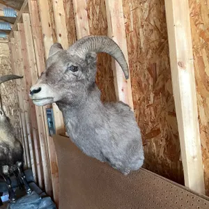 Shoulder Mount of Dall Sheep (West Salem, WI)