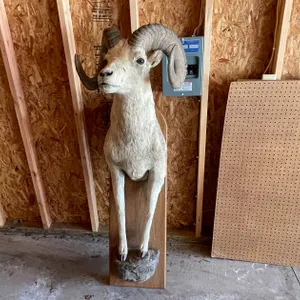 Shoulder Mount of Bighorn Sheep (West Salem, WI)