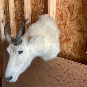 Shoulder Mount of Mountain Goat (West Salem, WI)