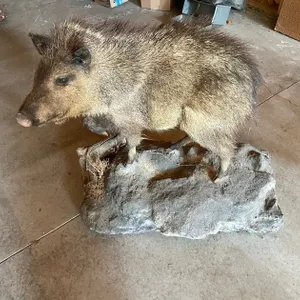 Full Body Mount of Javelina (West Salem, WI)
