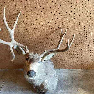 Shoulder Mount of Mule Deer (West Salem, WI)
