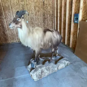 Full Body Mount Himalayan Tahr (West Salem, WI)