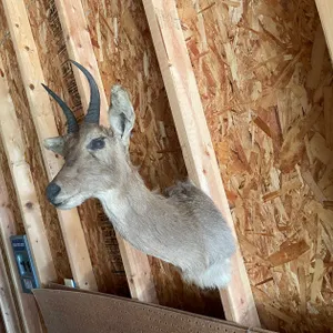 Shoulder Mount of Small African Antelope (West Salem, WI)