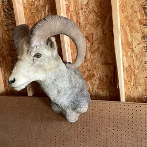 Shoulder Mount of Bighorn Sheep (West Salem, WI)