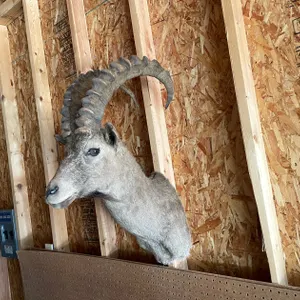 Shoulder Mount of Alpine Goat/Ibex (West Salem, WI)