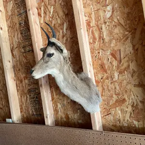Shoulder Mount of Small African Antelope (West Salem, WI)