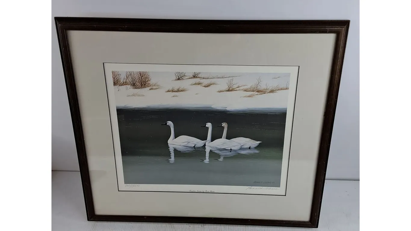 Framed Tundra Swans by Ron Glowe Wall Art Print 21" x 25"
