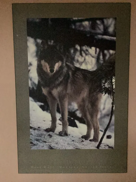 Wolf Wildlife Poster Print with Green Border, 24" x 36"