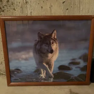 Framed Wolf and Indigenous Man Art Prints, Approx. 18x22 and 22x18 in