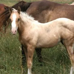 DF A SECRET K 2026 AQHA PALOMINO COLT