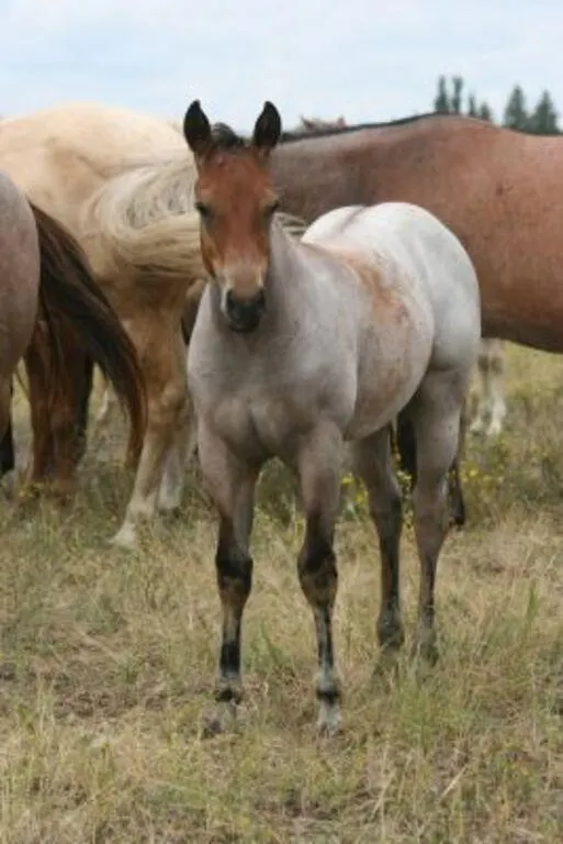 DCF CHICKS DIG ME 2026 AQHA BAY ROAN COLT