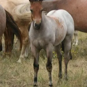 DCF CHICKS DIG ME 2026 AQHA BAY ROAN COLT