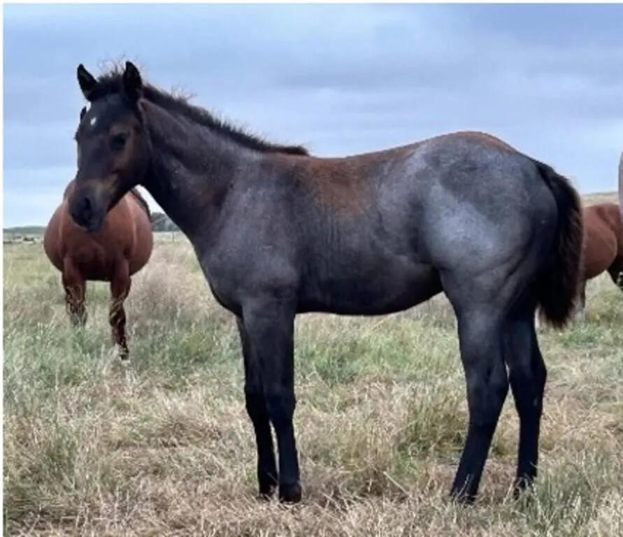 DCF ONE LITTLE LOOK 2026 AQHA BAY ROAN COLT