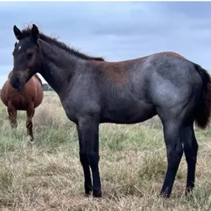 DCF ONE LITTLE LOOK 2026 AQHA BAY ROAN COLT
