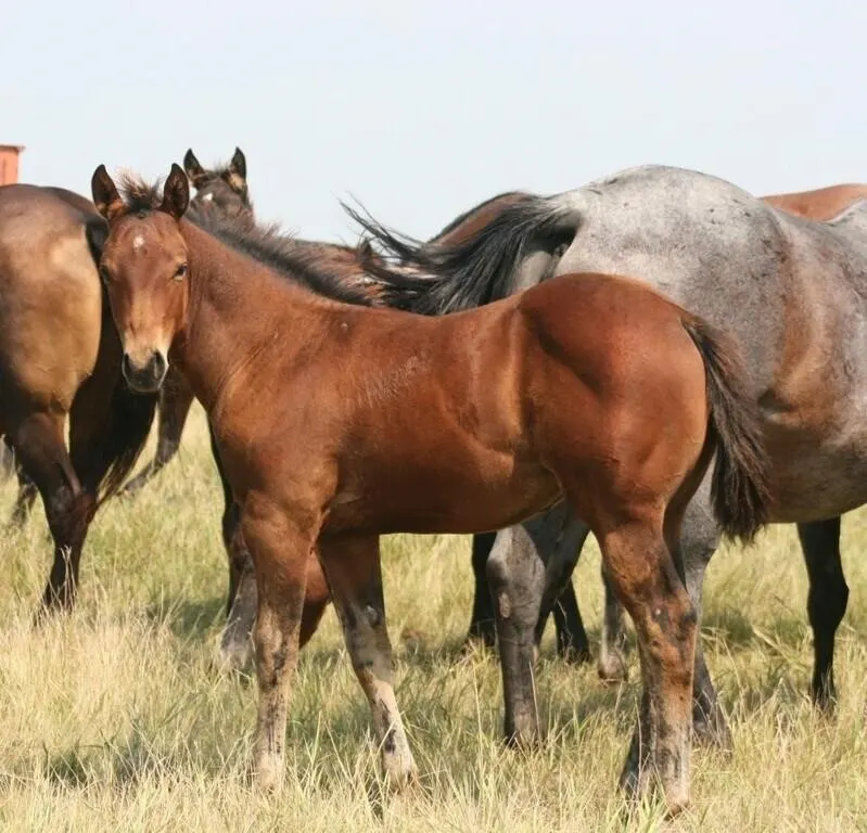DCF KNOCKOUT DOC 2026 AQHA BAY COLT