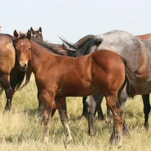 DCF KNOCKOUT DOC 2026 AQHA BAY COLT