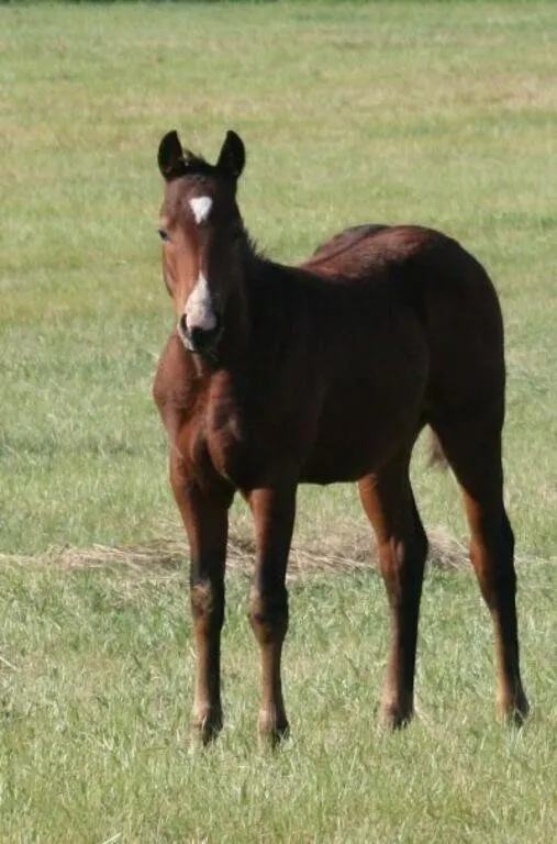 D5 SNIP OF FROST 2026 AQHA BAY COLT