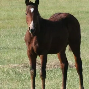 D5 SNIP OF FROST 2026 AQHA BAY COLT