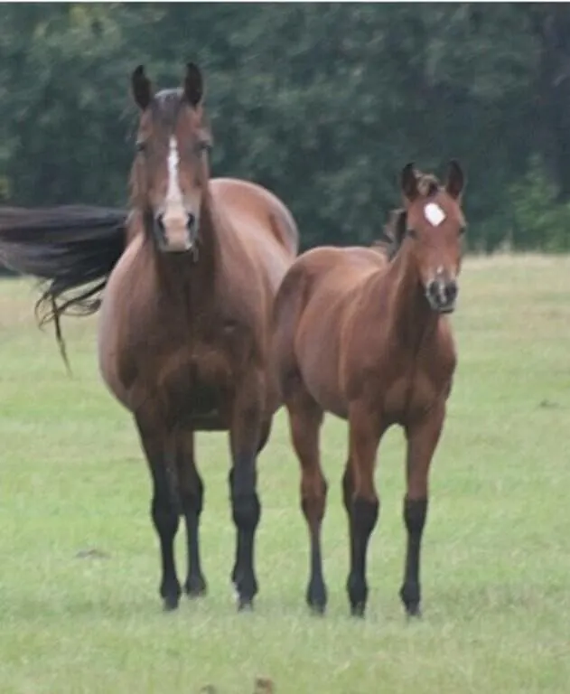 DF FROST N DYNAMITE 2026 AQHA BAY COLT