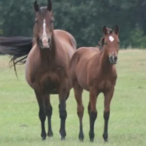 DF FROST N DYNAMITE 2026 AQHA BAY COLT