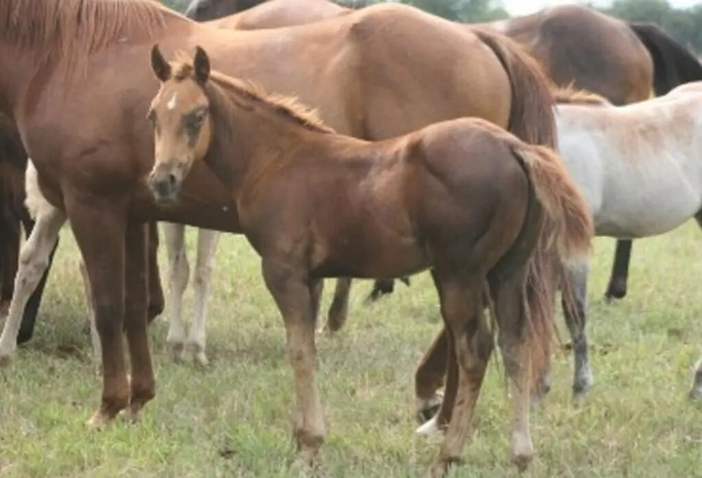 DCF OH SO GENUINE 2026 AQHA SORREL COLT