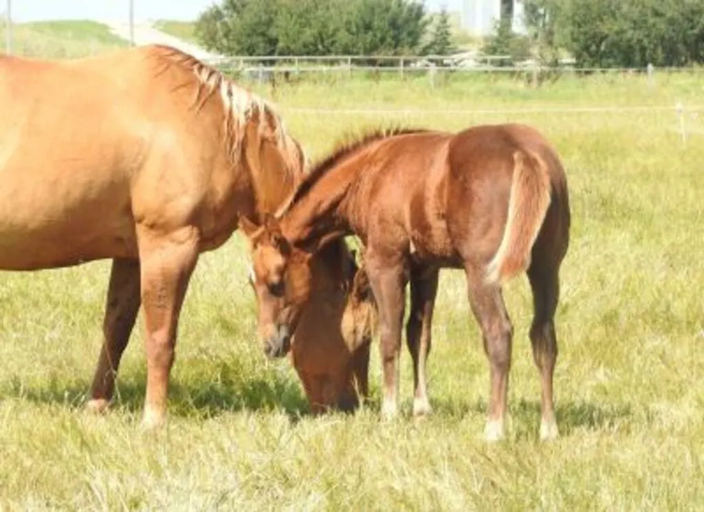 DCF LIL WHISKEY ME 2026 AQHA SORREL COLT