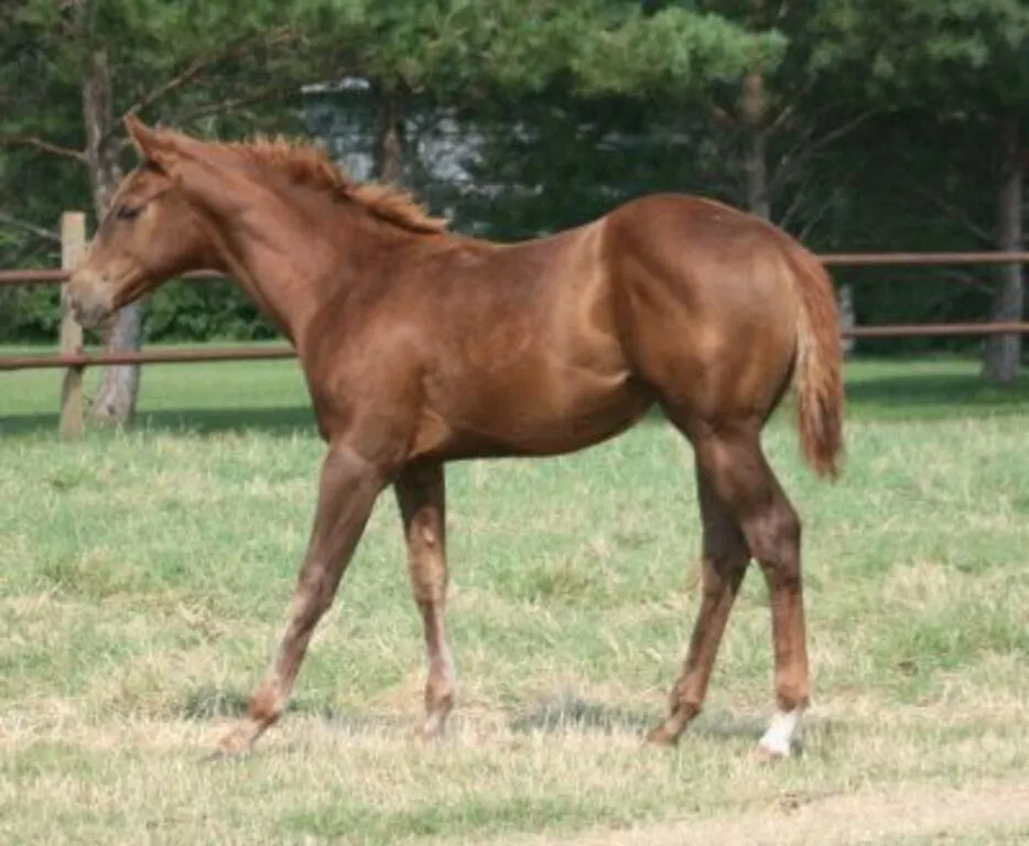 DCF ROYALTY 2026 APHA SORREL SOLID FILLY