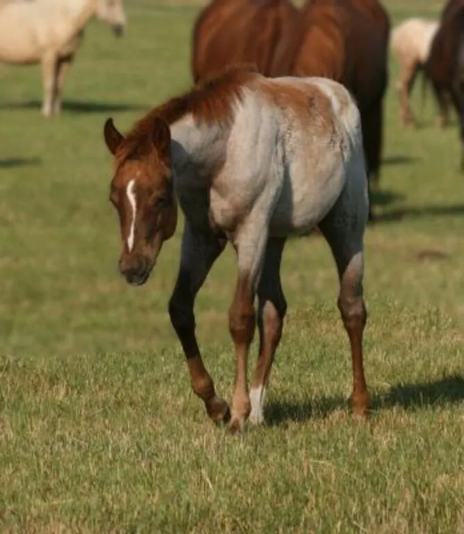 DF ONE TIME DRIFTER 2026 AQHA RED ROAN FILLY