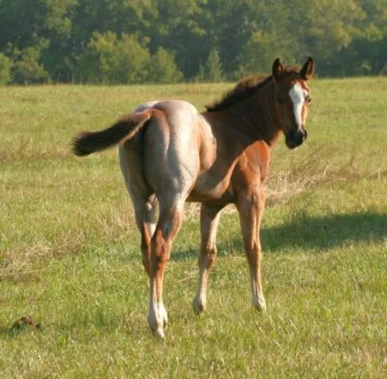 DF FLIRTIN WITH FIRE 2026 AQHA BAY ROAN FILLY