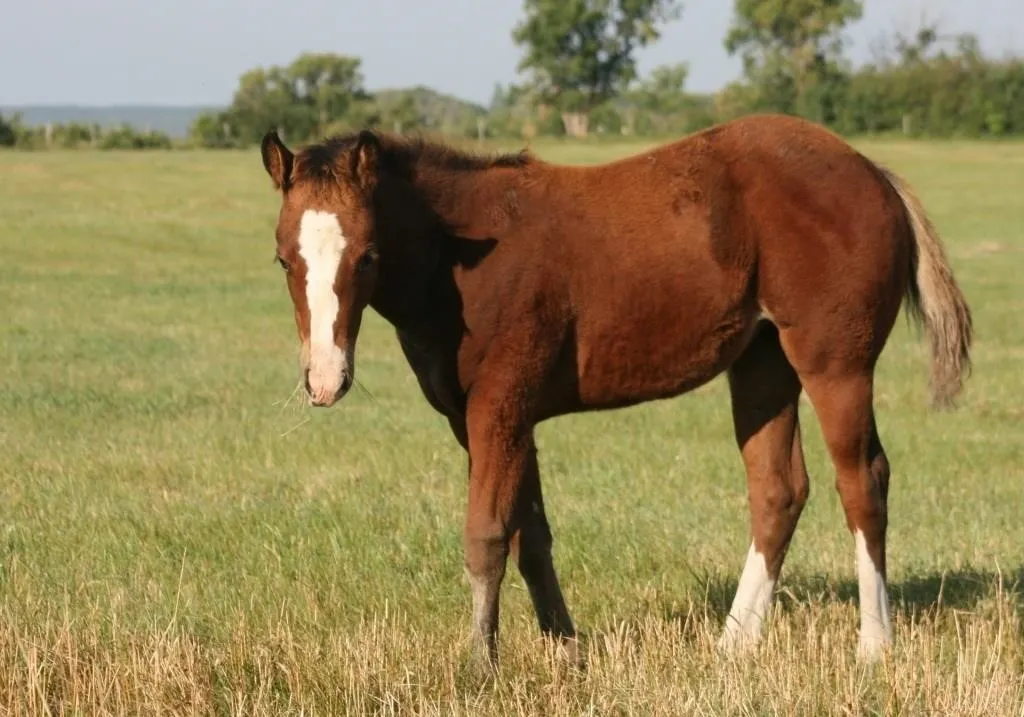 DF SEEKEN A REYCE 2026 AQHA BAY FILLY