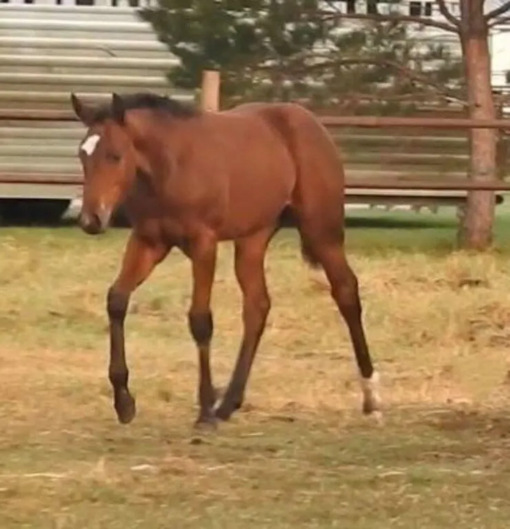 DF INCREASED PROFIT 2026 AQHA BAY FILLY