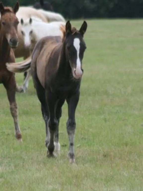 DCF WILY 2026 AQHA CHESTNUT COLT
