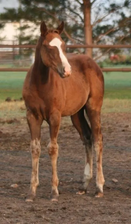 DF AINT SHE CHEXY 2026 AQHA CHESTNUT FILLY