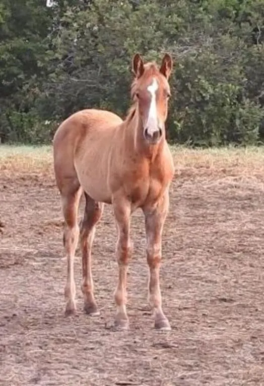DF RUNNIN FOR JEWELS 2026 AQHA SORREL COLT