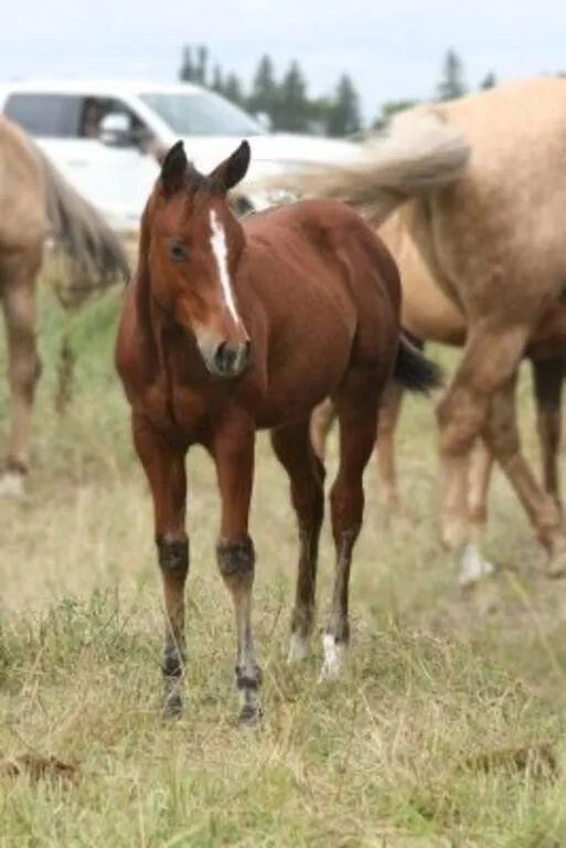DCF MARSALA CHIC 2026 AQHA BAY FILLY