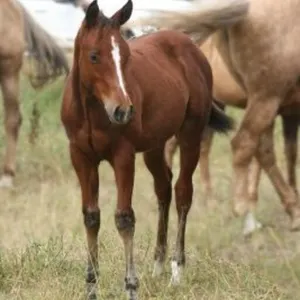 DCF MARSALA CHIC 2026 AQHA BAY FILLY