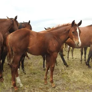 DCF MARSALA GIRL 2026 AQHA SORREL FILLY