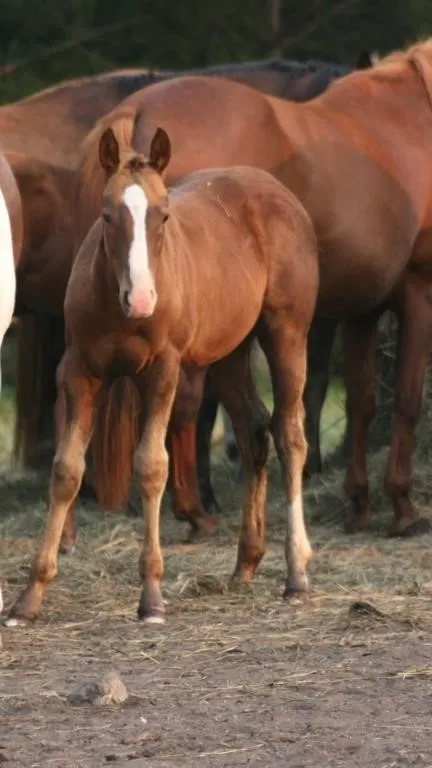 DF HICKORYS TUF KING 2026 AQHA SORREL COLT
