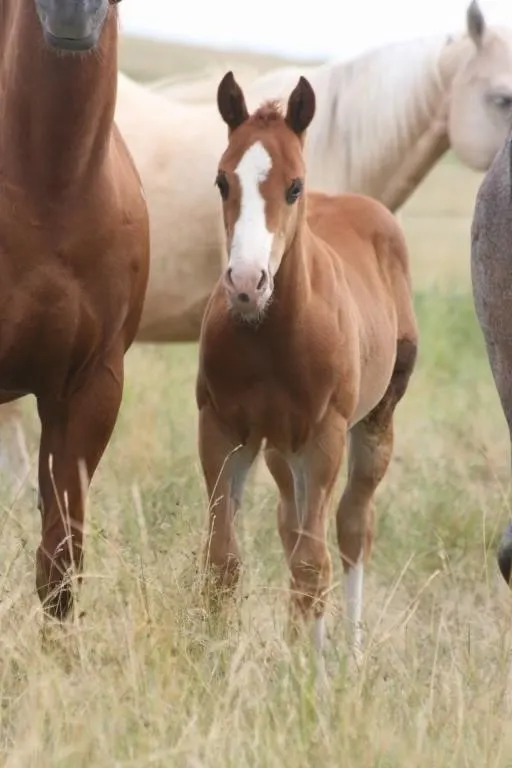 DCF CHROMED UP GUNS 2026 AQHA SORREL COLT