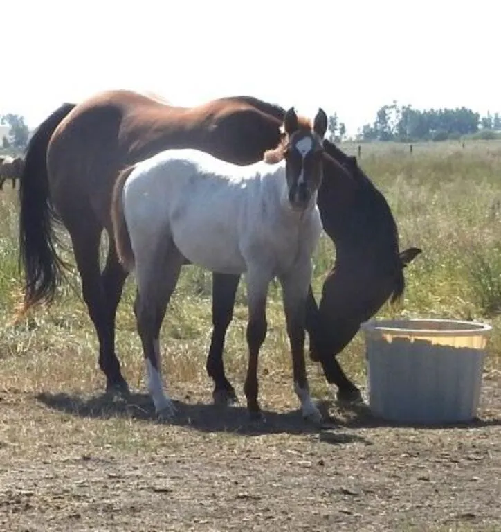 DF REYCE N THE FROST 2026 AQHA RED ROAN COLT