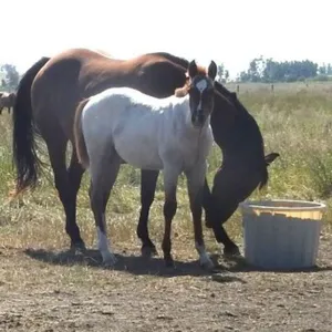DF REYCE N THE FROST 2026 AQHA RED ROAN COLT