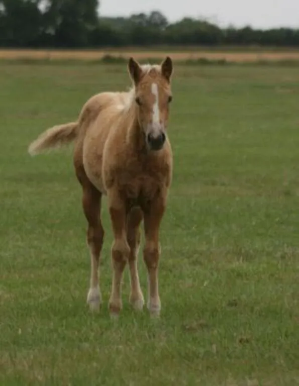 DF FRENCH PRESS 2026 AQHA PALOMINO FILLY