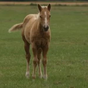 DF FRENCH PRESS 2026 AQHA PALOMINO FILLY