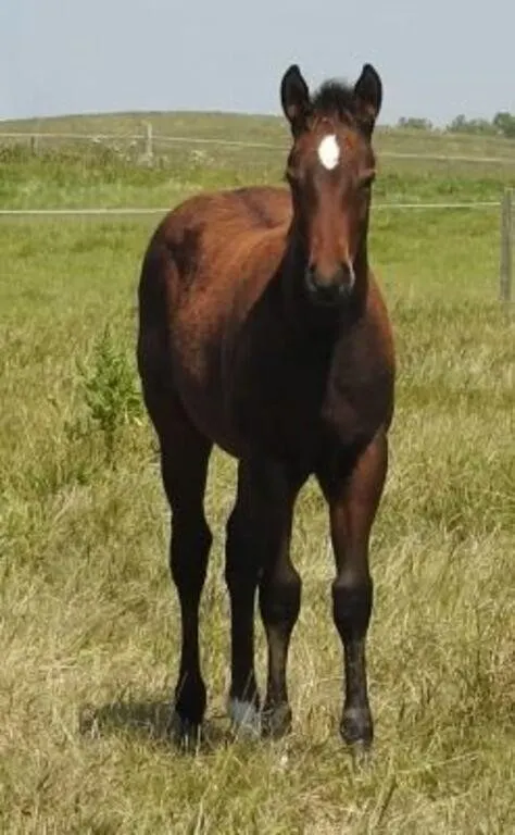 DF BLUE BADGER 2026 AQHA BAY COLT