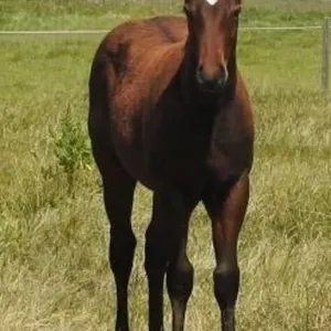 DF BLUE BADGER 2026 AQHA BAY COLT