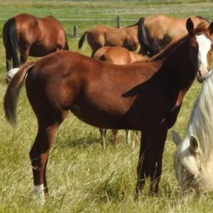 DF MARS B FANCY 2026 AQHA SORREL FILLY