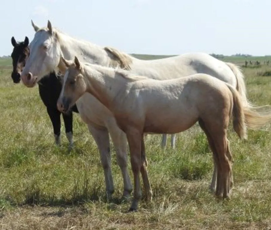 DF MARS JAZABELL 2026 AQHA PALOMINO FILLY