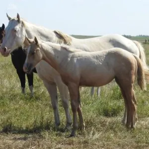 DF MARS JAZABELL 2026 AQHA PALOMINO FILLY
