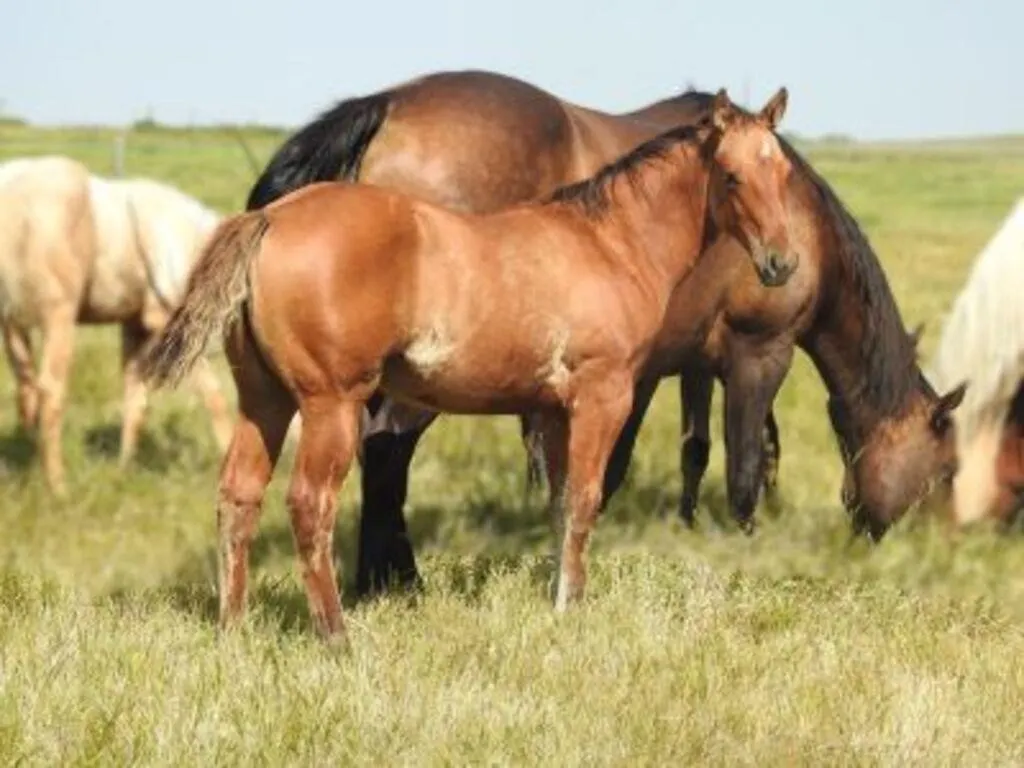 DF EZZY WHISKEY 2026 AQHA RED DUN FILLY
